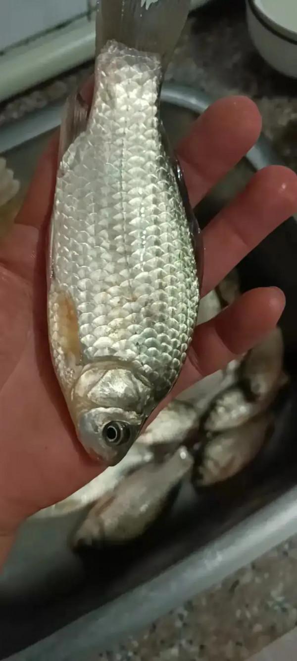 聲東擊西巧避雜魚，銷魂頓口讓人慾罷不能