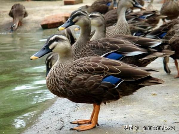 養這種一隻2斤半，能飛上千米的飛天鴨，他的訂單排到了一年後