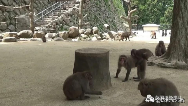 日本出現70年來首個母猴王，擊敗公猴王當上霸主！