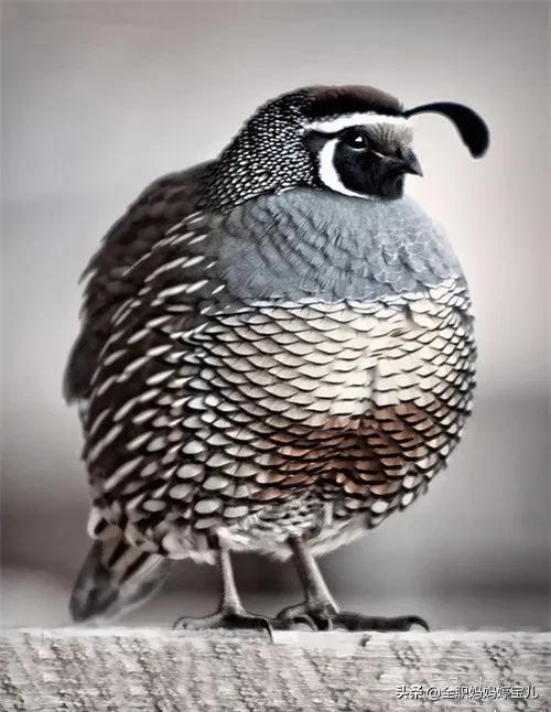 分享——稀奇古怪的鳥