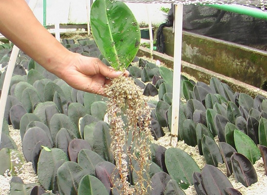 秋天快扦插，10種花不用買，掰個枝子插土裡，嗖嗖生根，成活率高