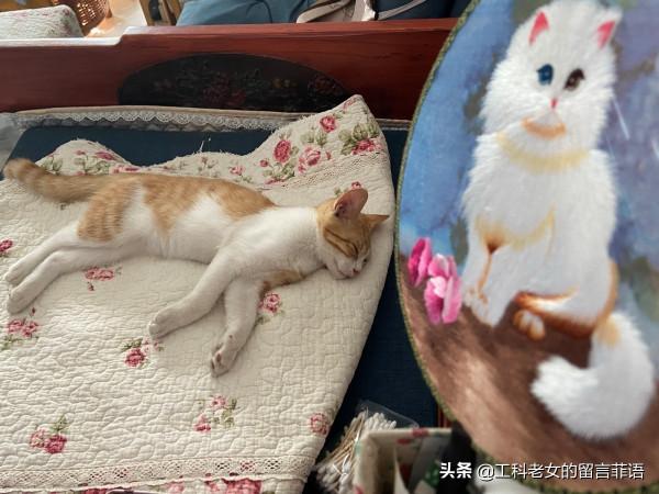 饞貓懶貓，一隻又饞又懶的可愛貓