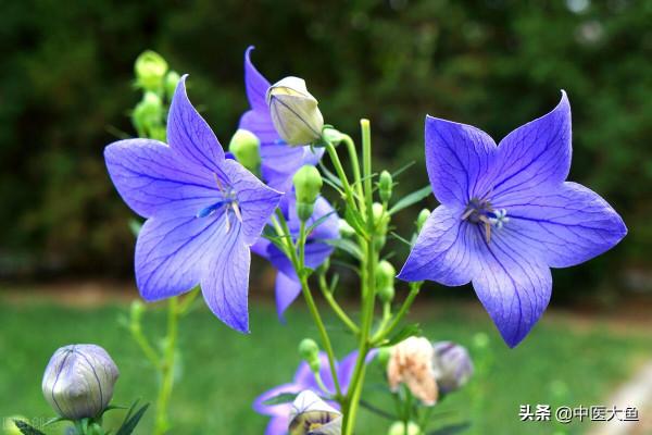 射干麻黃湯方證