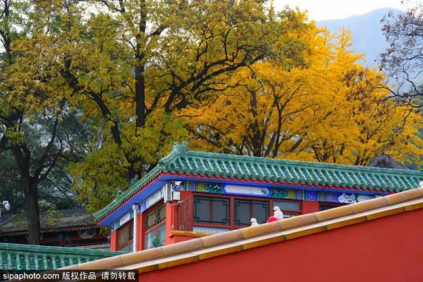 足足20家！北京最美秋色都在這裡了！不用人擠人！