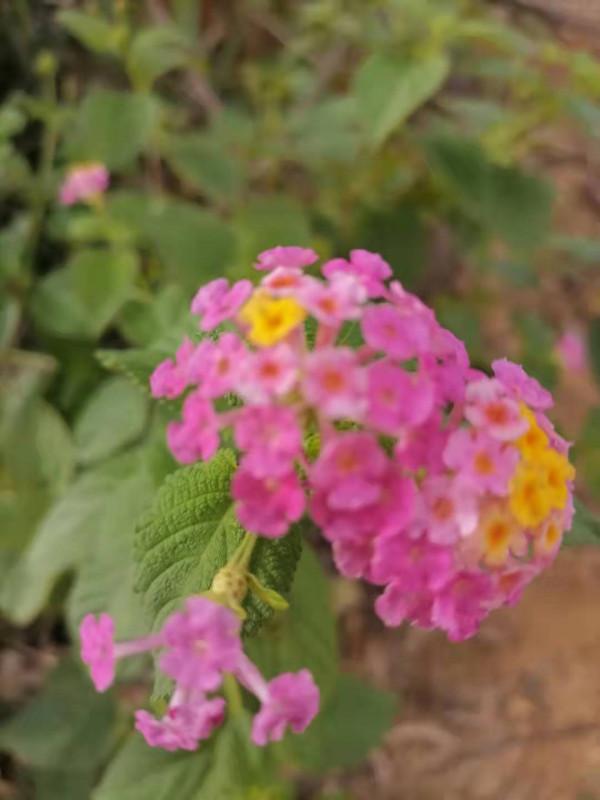 雲彩下的山城系列（四）