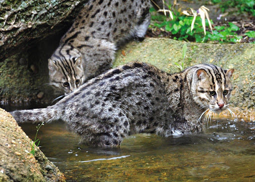 小型貓科動物裡的猛獸!“移動的毛球”兔猻:呆萌外表食肉心 小型貓科動物裡的猛獸!“移動的毛球”兔猻:呆萌外表食肉心