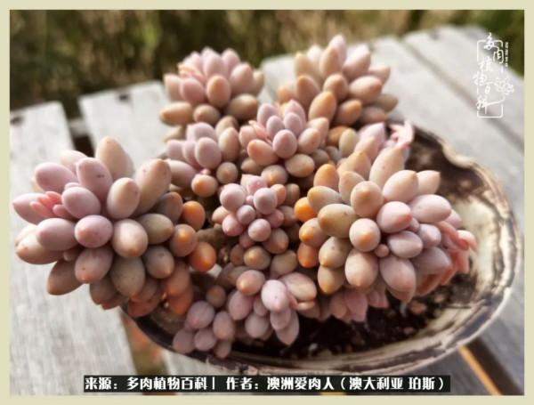 多肉變胖純屬正常,我的變胖卻是工傷 多肉變胖純屬正常,我的變胖卻是工傷