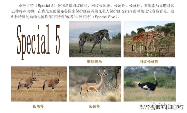 非洲五特 | 相比於“非洲五霸”拿什麼來吸引你呢? 非洲五特 | 相比於“非洲五霸”拿什麼來吸引你呢?