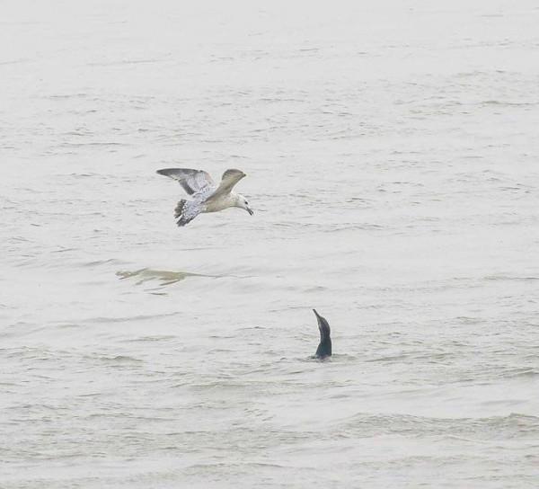 貪婪的銀鷗與勤勞的秋沙鴨