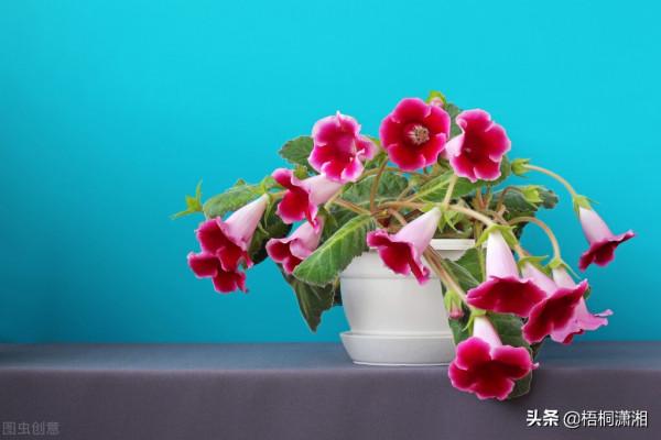 那些被名字耽誤了的極品花卉 那些被名字耽誤了的極品花卉