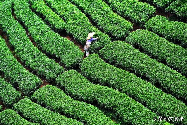 “喝茶”的講究與忌諱 “喝茶”的講究與忌諱