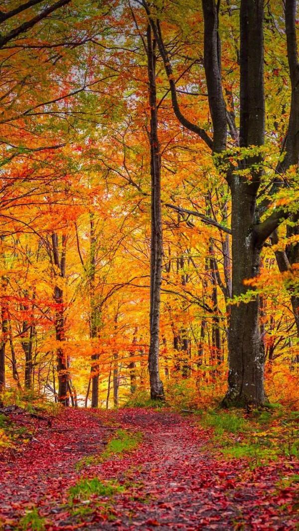 “最是秋風管閒事,紅他楓葉白人頭”,悲秋詩句,獨愛趙翼這一首 “最是秋風管閒事,紅他楓葉白人頭”,悲秋詩句,獨愛趙翼這一首