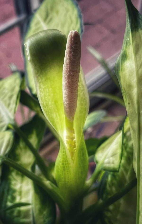 花葉萬年青也有好看的品種，葉子帶熒光的網紅款，看了就想養一盆