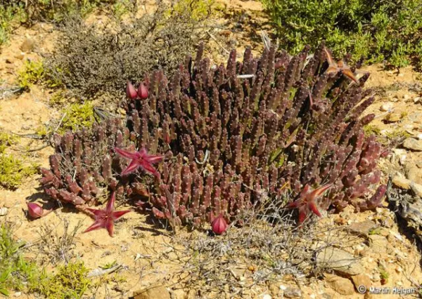 世界那麼大，多肉那麼美，我們一起去看看吧 | 南非多肉欣賞