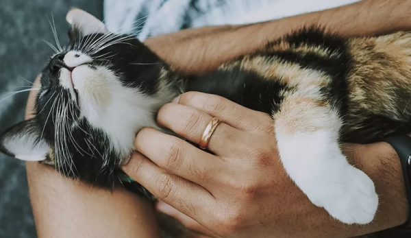 “貓是奸臣，養不熟？！”