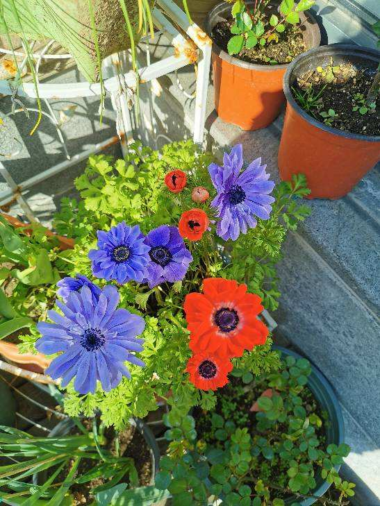 銀蓮花種球像話梅乾，開花卻輕盈飄逸，現在種初春就開花