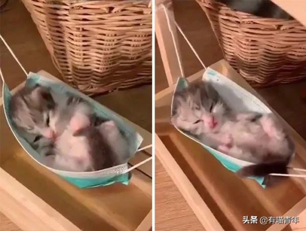 貓咪可以接地氣，但千萬不能接地府