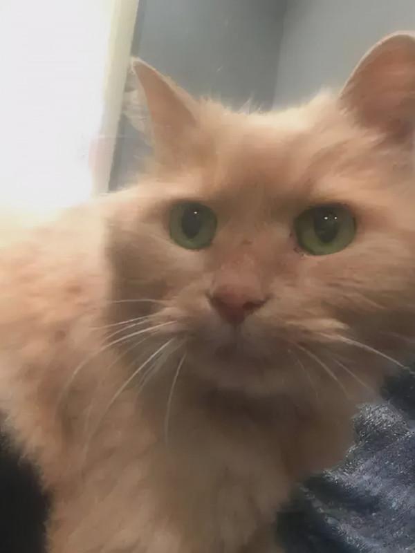 16歲的老貓遭人遺棄,在最後的時光裡,幸好遇見了那個“她” 16歲的老貓遭人遺棄,在最後的時光裡,幸好遇見了那個“她”