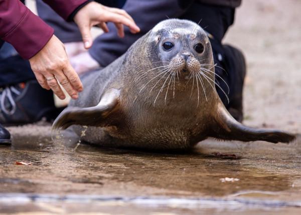 暢遊德國羅斯托克動物園,超萌小海豹“薩米”成焦點 暢遊德國羅斯托克動物園,超萌小海豹“薩米”成焦點