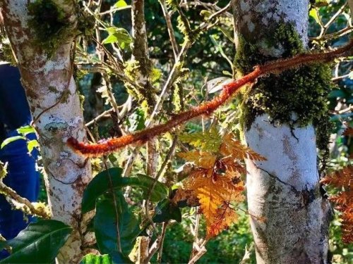 「普洱茶山行」乾貨分享賀開古樹普洱茶蘭香撲面何處來? 「普洱茶山行」乾貨分享賀開古樹普洱茶蘭香撲面何處來?