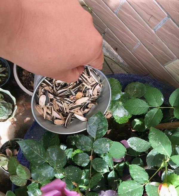 冬天養花成本“高”，試下這3“垃圾”，不花1分錢，花開爆不停