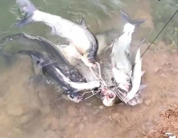 貴州萬峰湖翹嘴“大爆發”,有人3小時釣了十幾條,大的一米多長 貴州萬峰湖翹嘴“大爆發”,有人3小時釣了十幾條,大的一米多長