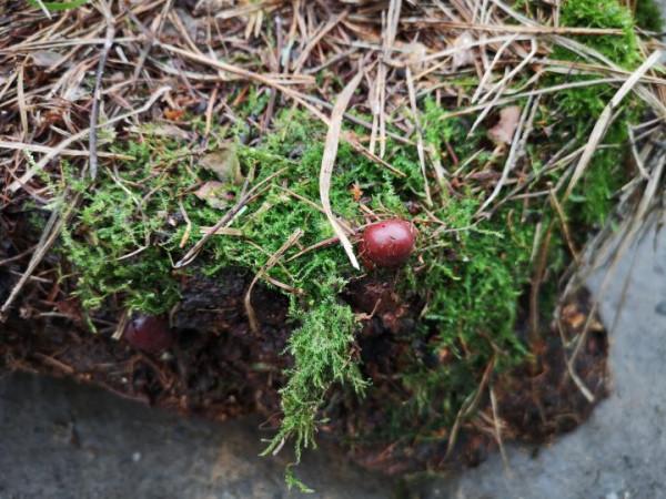 野生靈芝的辨別標準可信嗎？