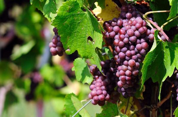 院子裡不能種葡萄樹？家人出事就賴葡萄樹？是科學還是迷信？