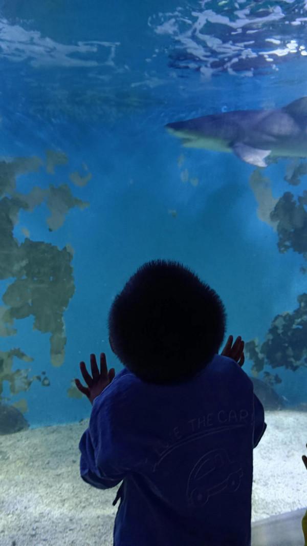 離海最遠的地方第一次看到那麼多海洋生物