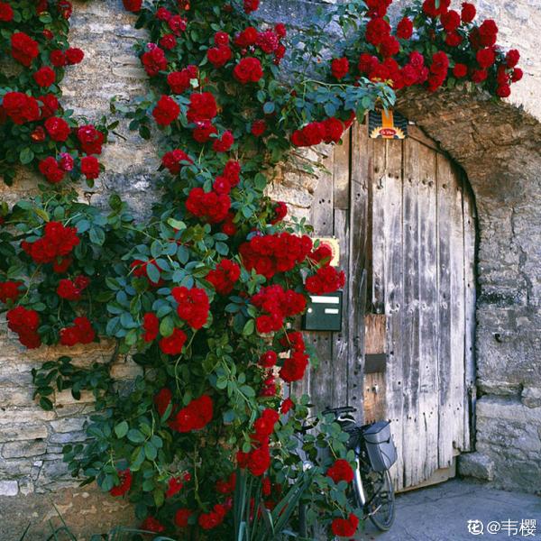 有這4個特點的院子,不拿來養花,簡直就是浪費 有這4個特點的院子,不拿來養花,簡直就是浪費