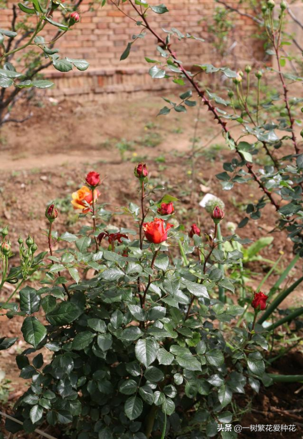 露養易黑斑12種月季，不建議全露養、地栽不遮雨養這些品種