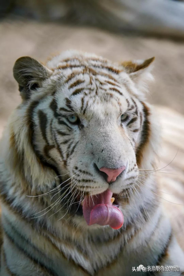 這樣與眾不同的&OpenCurlyDoubleQuote;大貓&rdquo;，你見過嗎