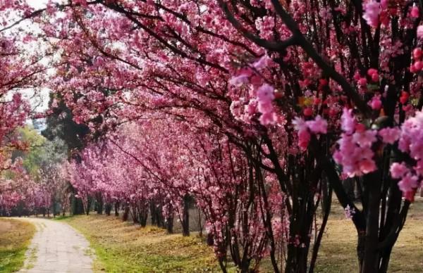 五大“吉祥花”,適合養客廳,喜歡養一盆,越養越“貴氣” 五大“吉祥花”,適合養客廳,喜歡養一盆,越養越“貴氣”