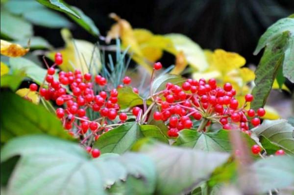 歲歲重陽，今又重陽