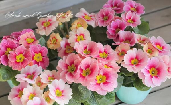關於花園的春日限定，我們有這5款草花福利想分享給你