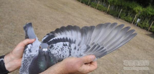 20張冠軍鴿翅膀欣賞，高質量賽鴿翅膀都有哪些特徵？