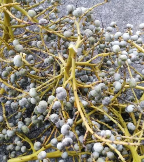 這些文玩您能認幾個