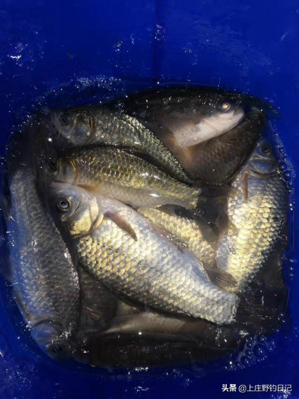 釣魚日記——2022年1月2日（冰釣）