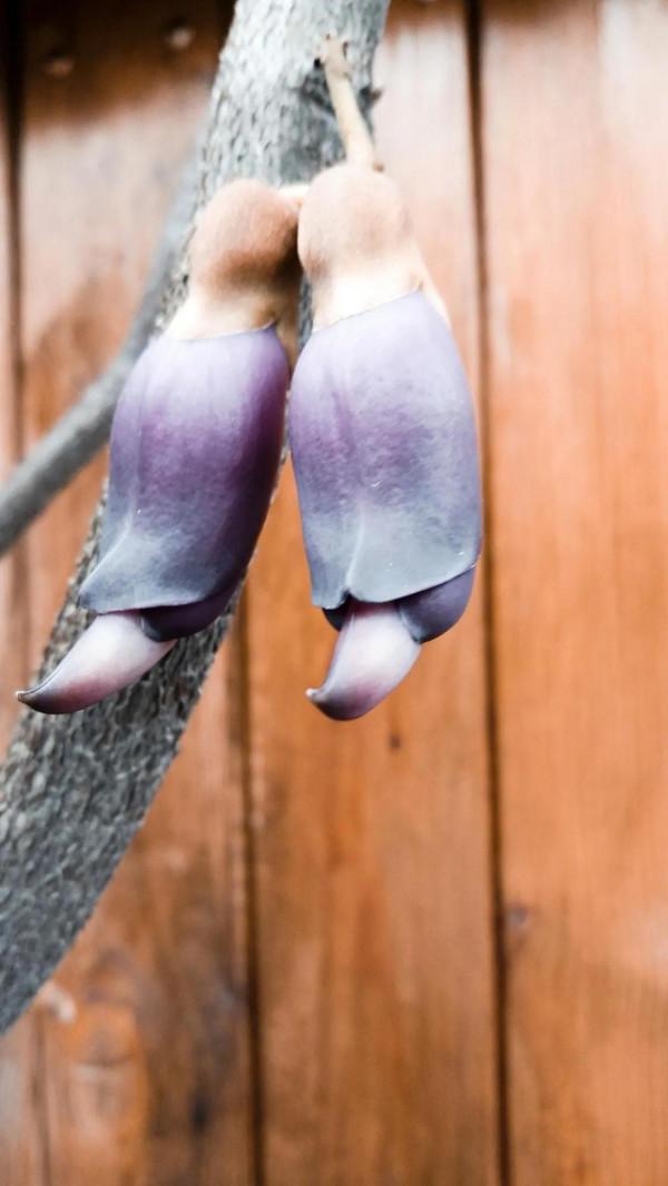 禾雀花：猶如禾雀飛舞