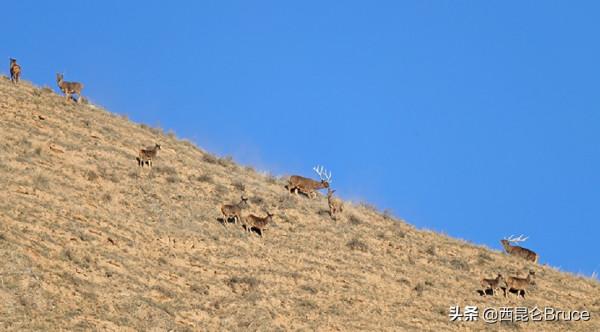 甘肅要火了！40多隻白唇鹿現身張掖，十分壯觀，網友：請出示綠碼