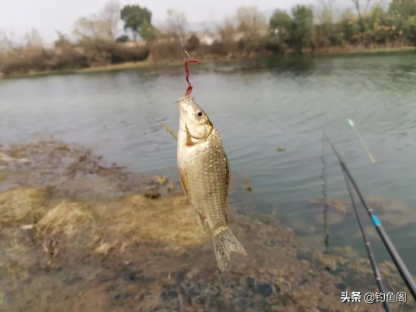商品餌VS蚯蚓，冬天釣魚到底用什麼餌靠譜？今天說點新鮮的