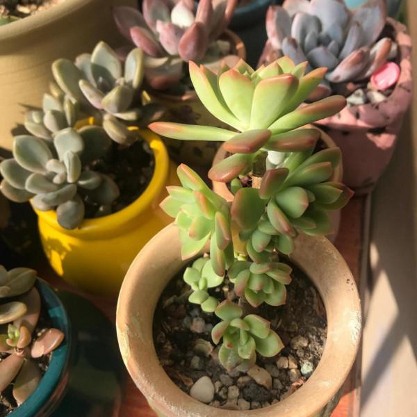 每日識一多肉——馬庫斯 每日識一多肉——馬庫斯