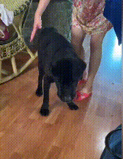 拉布拉多被安排看豬圈,瘦成排骨也沒人問:誰能來幫幫我? 拉布拉多被安排看豬圈,瘦成排骨也沒人問:誰能來幫幫我?