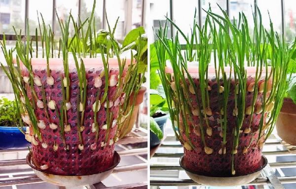 天冷了，陽臺種蔬菜，首選這8種，0度凍不死，吃一茬冒一茬