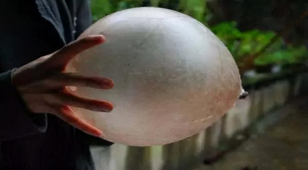 小時候殺年豬的記憶 小時候殺年豬的記憶