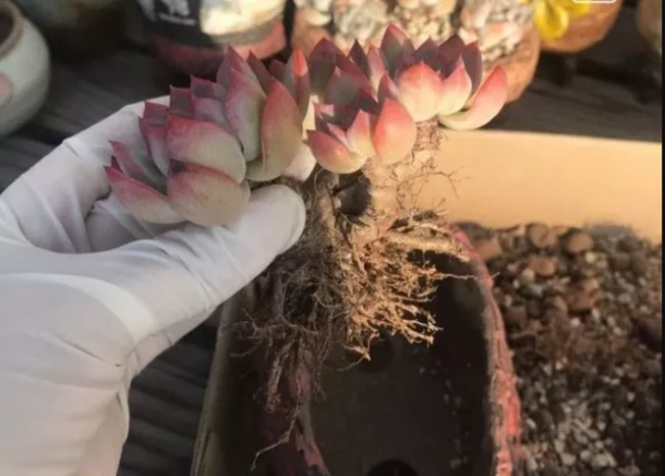 多肉生出“小鬍鬚”，是在“求救”？6點原因，其中2點要換盆