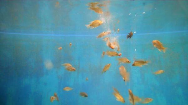 野釣遇雜魚鬧窩，用這個辦法對付它，效果立竿見影