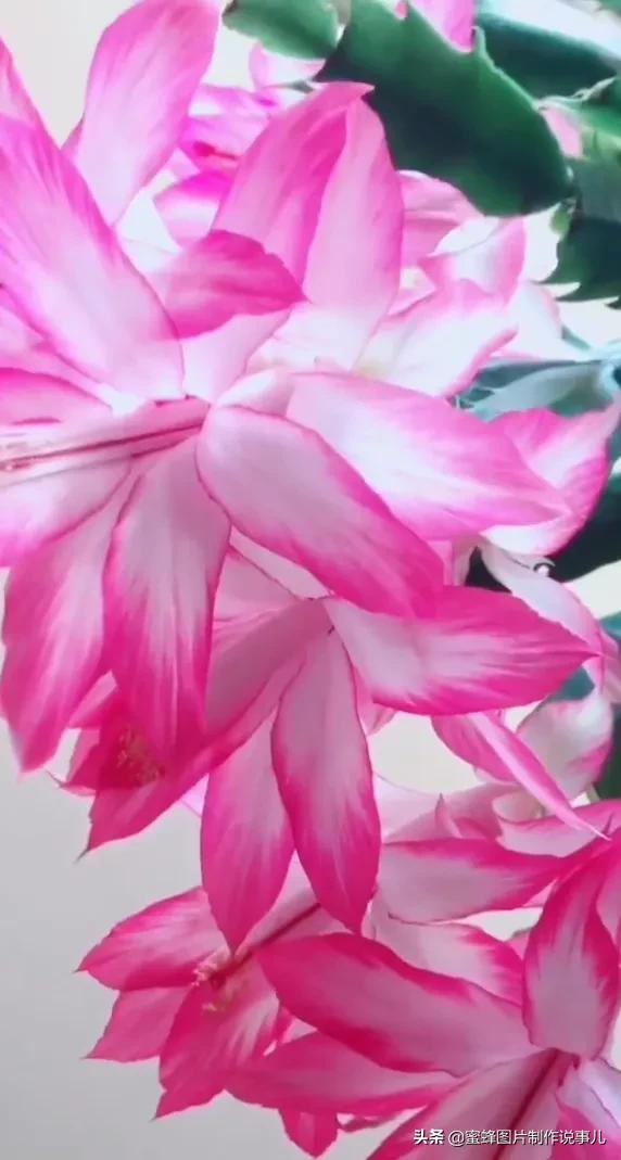 各種花卉植物，養在家裡什麼地方合適