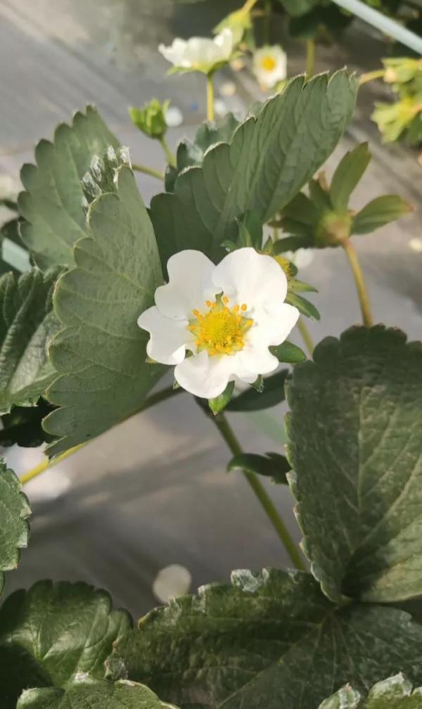 四季的花~ 四季的花~