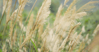 再不去看就晚了！山東6個小眾又絕美的賞蘆勝地，濃縮了整個冬日的浪漫！